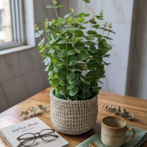 Artificial Eucalyptus Plant in Woven Basket Pot for Home Decor | কৃত্রিম ইউক্যালিপটাস গাছ