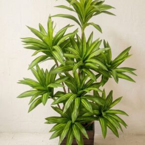 Artificial Dracaena Plant in Wooden Pot for Home Decor | কৃত্রিম ড্রাসিনা গাছ